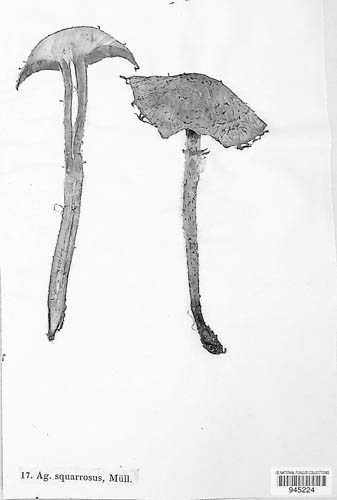 Pholiota squarrosa image